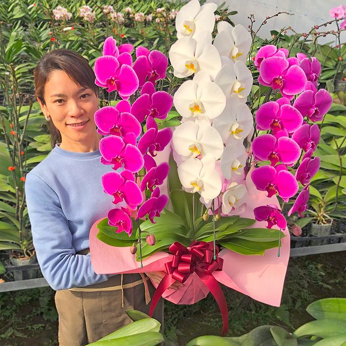 胡蝶蘭 紅白33輪以上 選挙 お祝い 縁起のいいミックス3本立ち2種 お