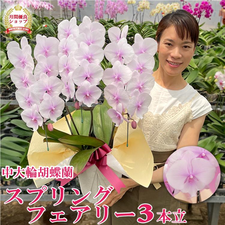 BONUS対象 ビッグリップ胡蝶蘭スプリングフェアリー3本立ち（現在