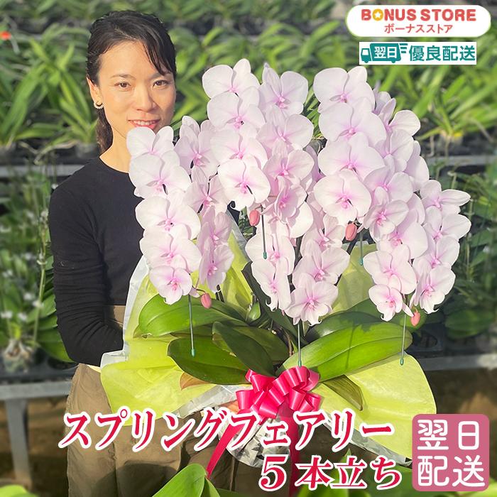 BONUS対象 ビッグリップ胡蝶蘭スプリングフェアリー5本立ち お誕生日