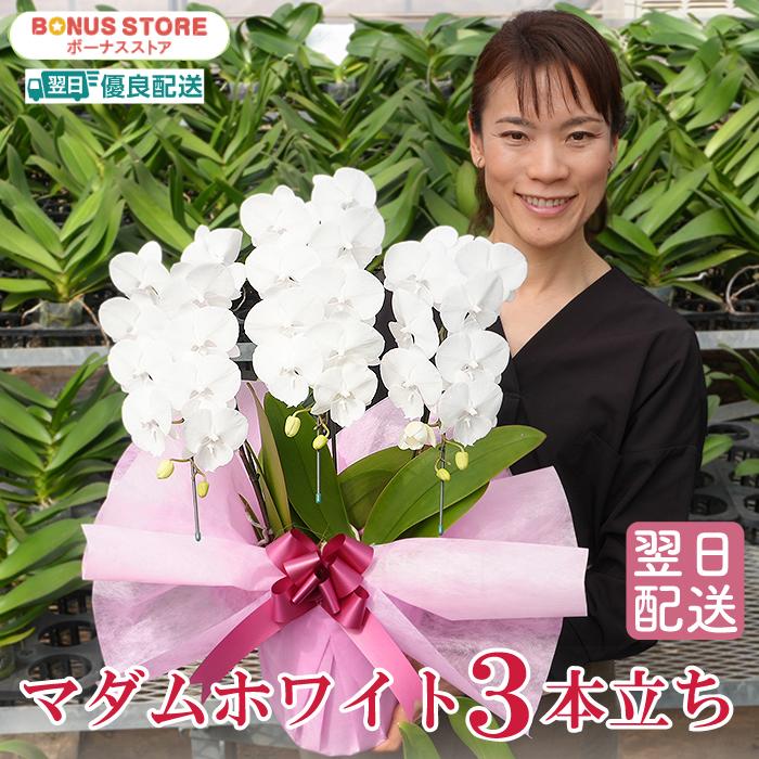 胡蝶蘭 お中元マダムホワイト 3本立ち お祝い お供え お誕生日 開店祝