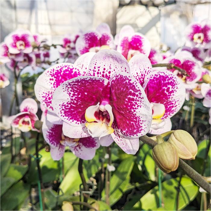 【母の日】中輪胡蝶蘭「雅-MIYABI-」3本立ち ミディ 中輪 ピンク 蘭 花もちが良い 長く楽しめる ギフトセット 鉢皿 限定カード 管理方法ガイドブック付の画像