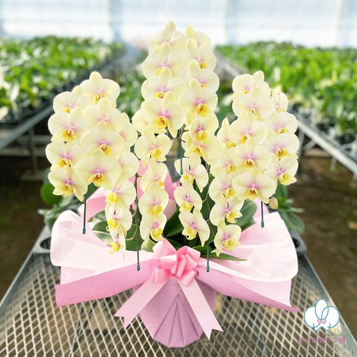 胡蝶蘭 ミディ 中輪 「パピヨン」 5本立ち イエロー 黄色 レア 希少