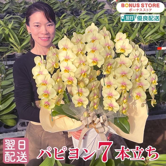 BONUS対象 胡蝶蘭 中輪 ミディ パピヨン 7本立ち 黄色 レア 希少品種花