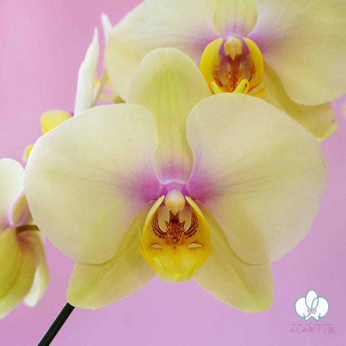 BONUS対象 胡蝶蘭 中輪 ミディ パピヨン 7本立ち 黄色 レア 希少品種花