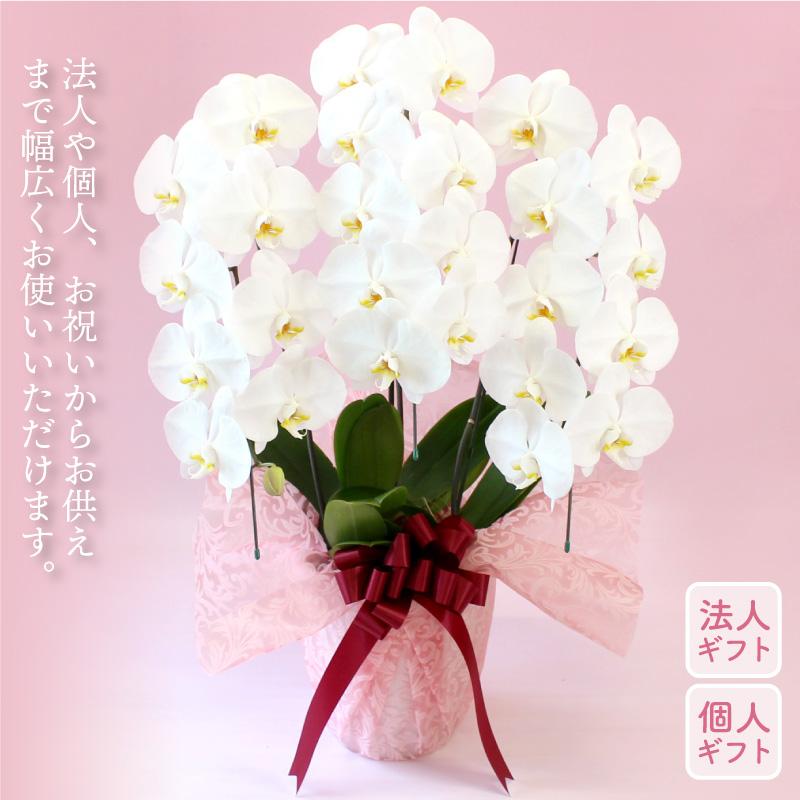 【母の日】胡蝶蘭　3本立ち　選べる3色　24輪以上 蘭 花もちが良い 長く楽しめる ギフトセット 鉢皿 限定カード 管理方法ガイドブック付_4