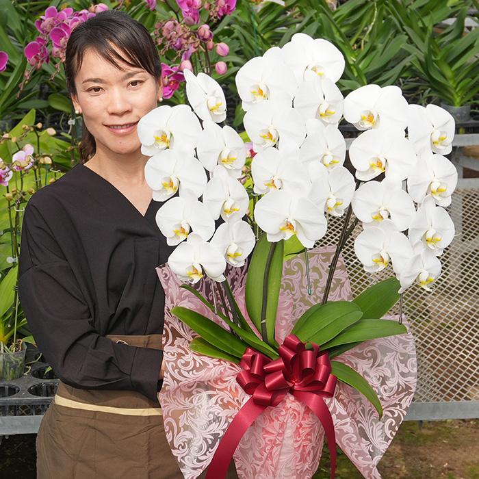 【母の日】胡蝶蘭　3本立ち　選べる3色　24輪以上 蘭 花もちが良い 長く楽しめる ギフトセット 鉢皿 限定カード 管理方法ガイドブック付_5