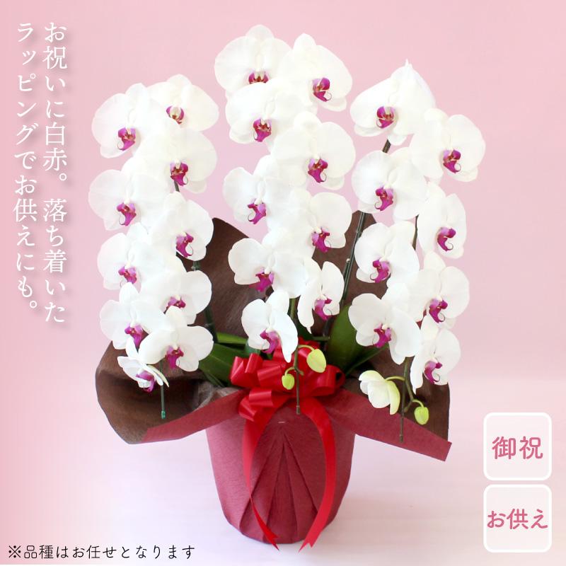 【母の日】胡蝶蘭　3本立ち　選べる3色　24輪以上 蘭 花もちが良い 長く楽しめる ギフトセット 鉢皿 限定カード 管理方法ガイドブック付_6