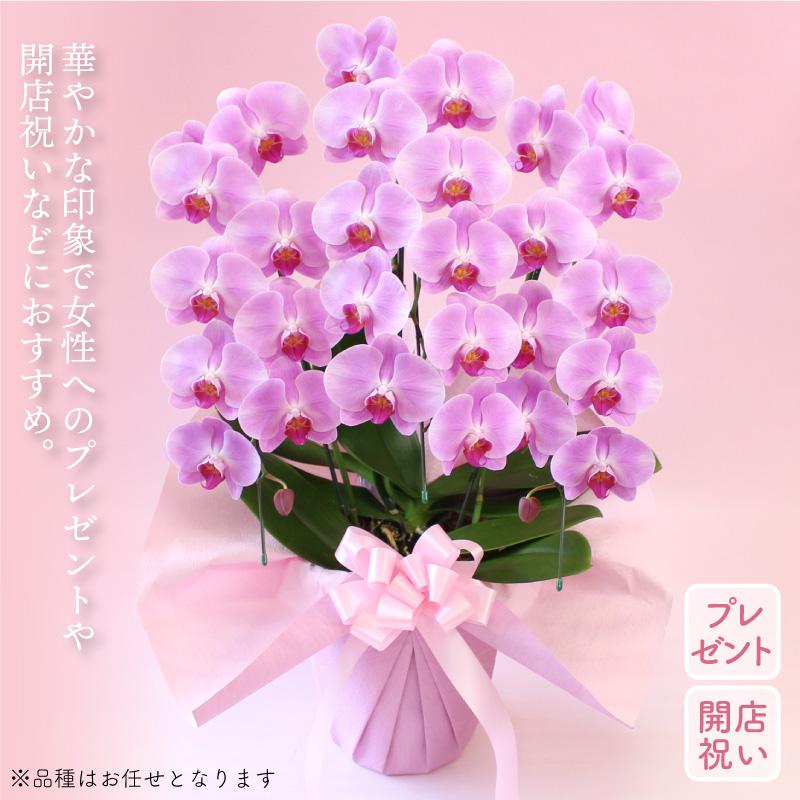【母の日】胡蝶蘭　3本立ち　選べる3色　24輪以上 蘭 花もちが良い 長く楽しめる ギフトセット 鉢皿 限定カード 管理方法ガイドブック付_8