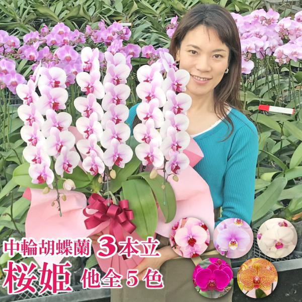 胡蝶蘭 お祝い ギフト 桜姫3本立ち他選べる5色 品質保証 お誕生日 開店祝 開業祝 新築祝 Skhm3f ふじみ野ラン園 通販 Yahoo ショッピング