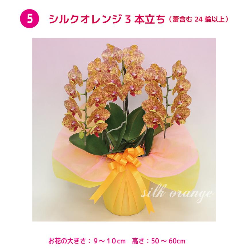 胡蝶蘭 桜姫 3本立ち 他選べる5色 お祝い お供え 花ギフト お誕生日