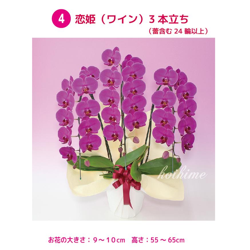 胡蝶蘭 桜姫 3本立ち 他選べる5色 お祝い お供え 花ギフト お誕生日