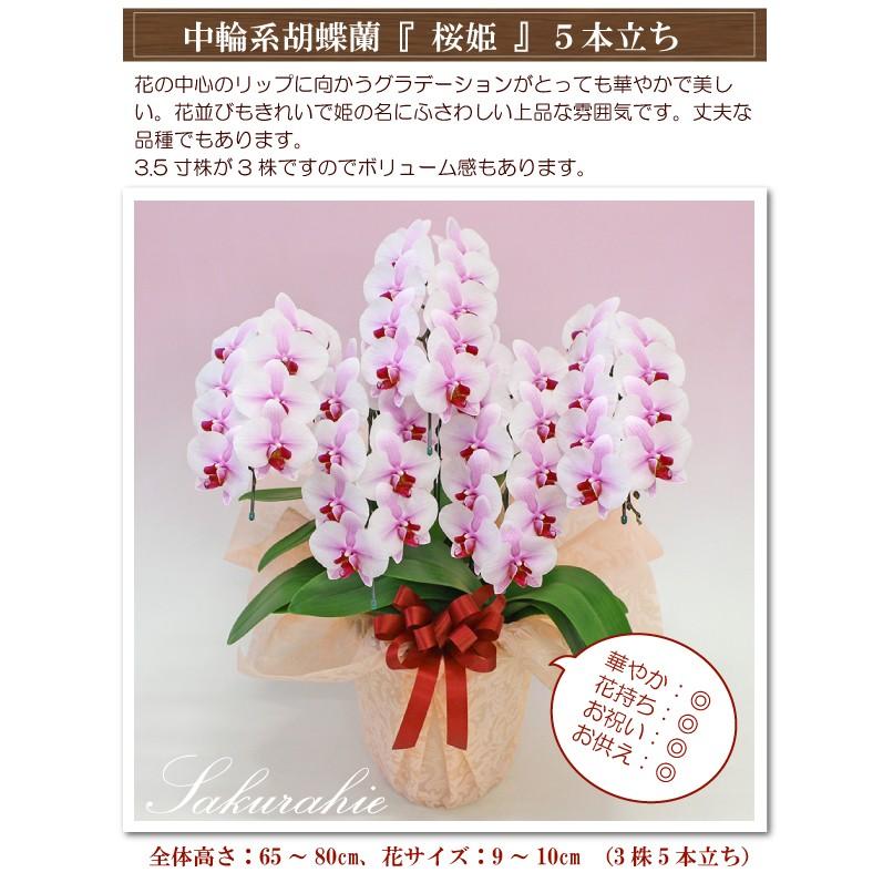 倍!倍!ストア対象店舗】胡蝶蘭 お祝い お供え 桜姫5本立ち お祝い お供え 花ギフト お誕生日 開店祝 開業祝 新築祝 :skhm5f:ふじみ野ラン園 - 通販 - Yahoo!ショッピング 倍!倍!ストア対象店舗】胡蝶蘭 お祝い お供え 桜姫5本立ち お祝い お供え 花ギフト お誕生日 開店祝 開業祝 新築祝 :skhm5f:ふじみ野ラン園 - 通販 - Yahoo!ショッピング