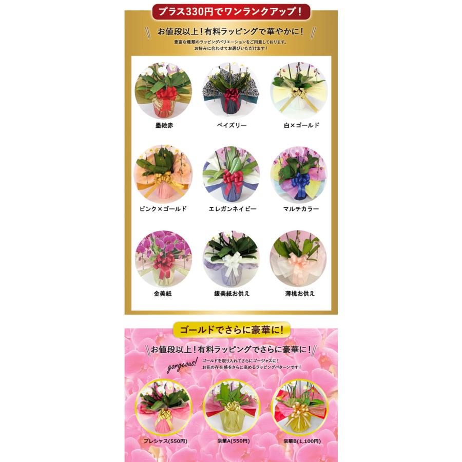 倍!倍!ストア対象店舗】胡蝶蘭 お祝い お供え 桜姫5本立ち お祝い お供え 花ギフト お誕生日 開店祝 開業祝 新築祝 :skhm5f:ふじみ野ラン園 - 通販 - Yahoo!ショッピング 倍!倍!ストア対象店舗】胡蝶蘭 お祝い お供え 桜姫5本立ち お祝い お供え 花ギフト お誕生日 開店祝 開業祝 新築祝 :skhm5f:ふじみ野ラン園 - 通販 - Yahoo!ショッピング