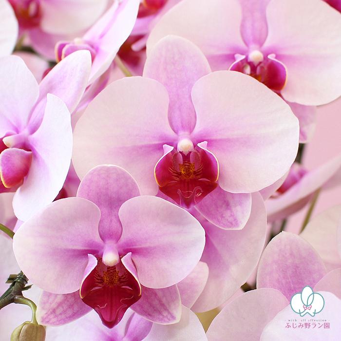 BONUS対象 胡蝶蘭 ミディ 桜姫 7本立ち お祝い お供え 花ギフト お誕生