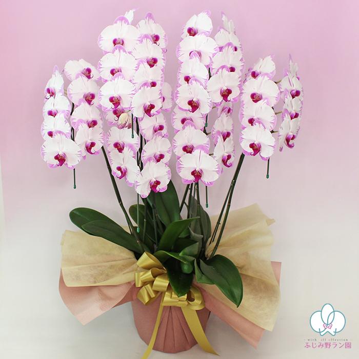 胡蝶蘭 スイーティー5本立ち 絞り染めのような珍しい色合い エレガント