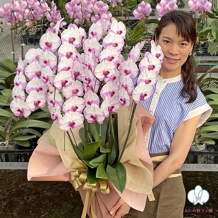 胡蝶蘭 スイーティー5本立ち 絞り染めのような珍しい色合い エレガント