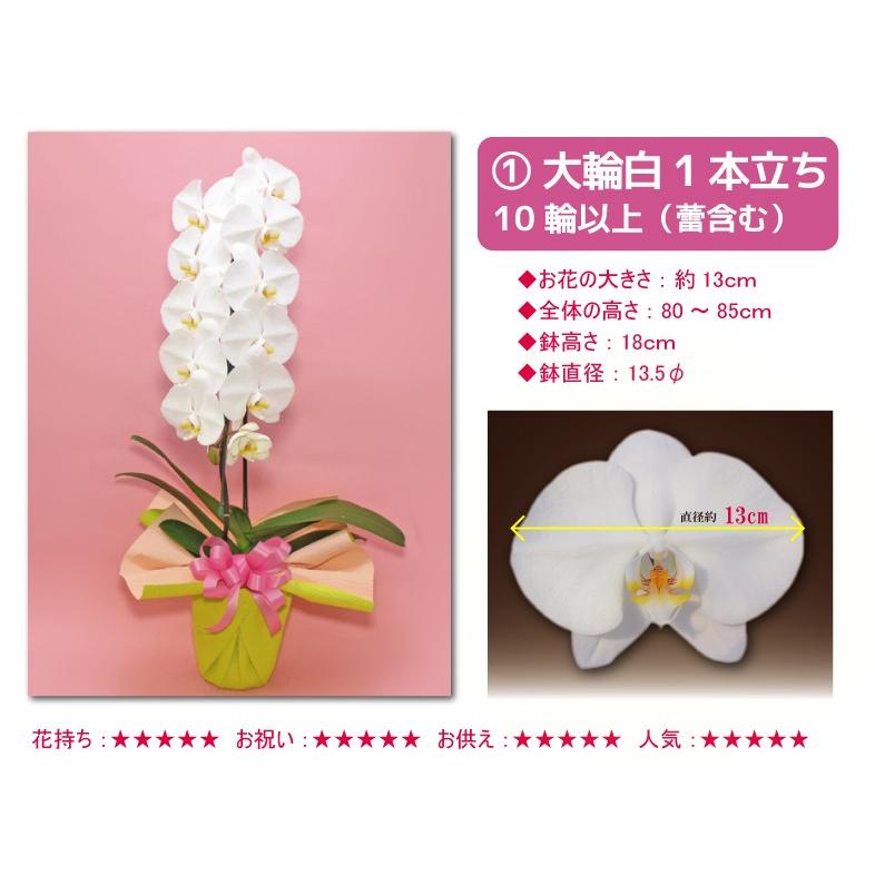 胡蝶蘭 お祝い お供え 母の日 花ギフト 大輪1本立ち5種類6000円 防寒発送 お誕生日 開店祝 開業祝 新築祝 Tairin1f ふじみ野ラン園 通販 Yahoo ショッピング