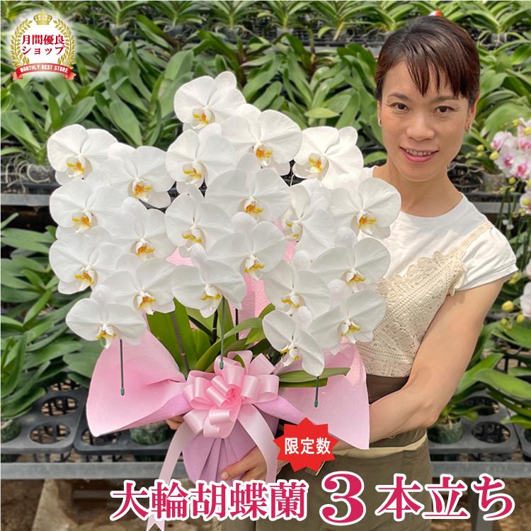 BONUS対象 限定数 大輪胡蝶蘭3本立ち 21輪以上 お歳暮 叙勲 お祝い お供え 花ギフト お誕生日 開店祝 開業祝 新築祝 | 
