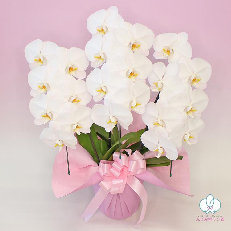 BONUS対象 限定数 大輪胡蝶蘭3本立ち 21輪以上 お歳暮 叙勲 お祝い お供え 花ギフト お誕生日 開店祝 開業祝 新築祝 |  | 01