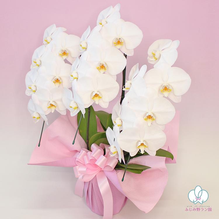 BONUS対象 限定数 大輪胡蝶蘭3本立ち 21輪以上 お歳暮 叙勲 お祝い お供え 花ギフト お誕生日 開店祝 開業祝 新築祝 |  | 02