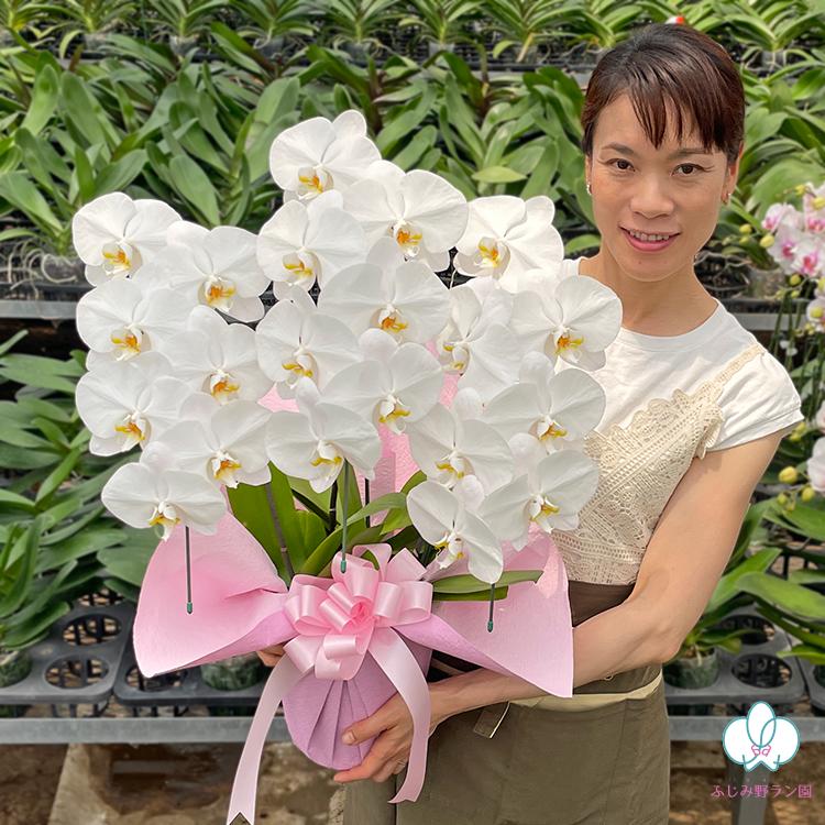 BONUS対象 限定数 大輪胡蝶蘭3本立ち 21輪以上 お歳暮 叙勲 お祝い お供え 花ギフト お誕生日 開店祝 開業祝 新築祝 |  | 03