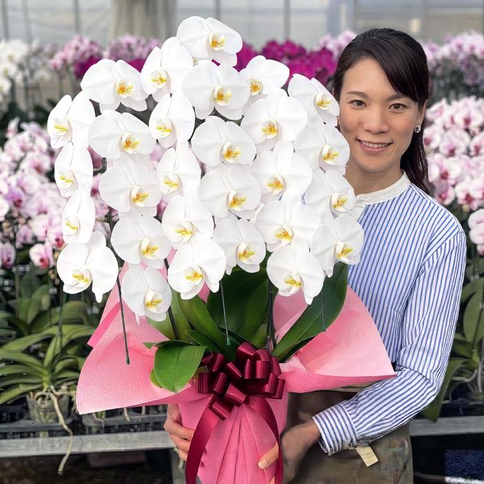 農林水産大臣賞受賞胡蝶蘭 3本立ち 27輪以上 選べる5色 退職祝 就任祝