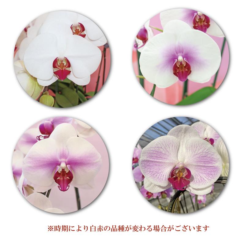 胡蝶蘭 叙勲 お祝いギフト 3本立ちスタンダード 選べる5色 品質保証 W3f28 ふじみ野ラン園 通販 Yahoo ショッピング