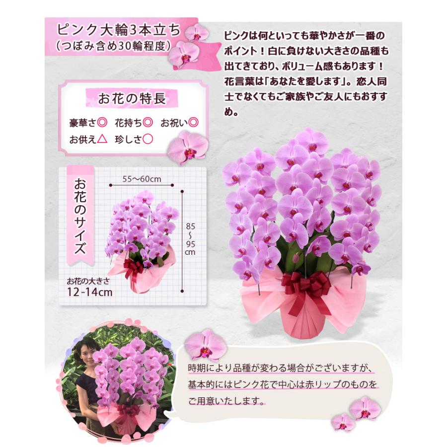 胡蝶蘭 お祝い お供え 3本立ち スタンダードタイプ 選べる5色 |  | 09