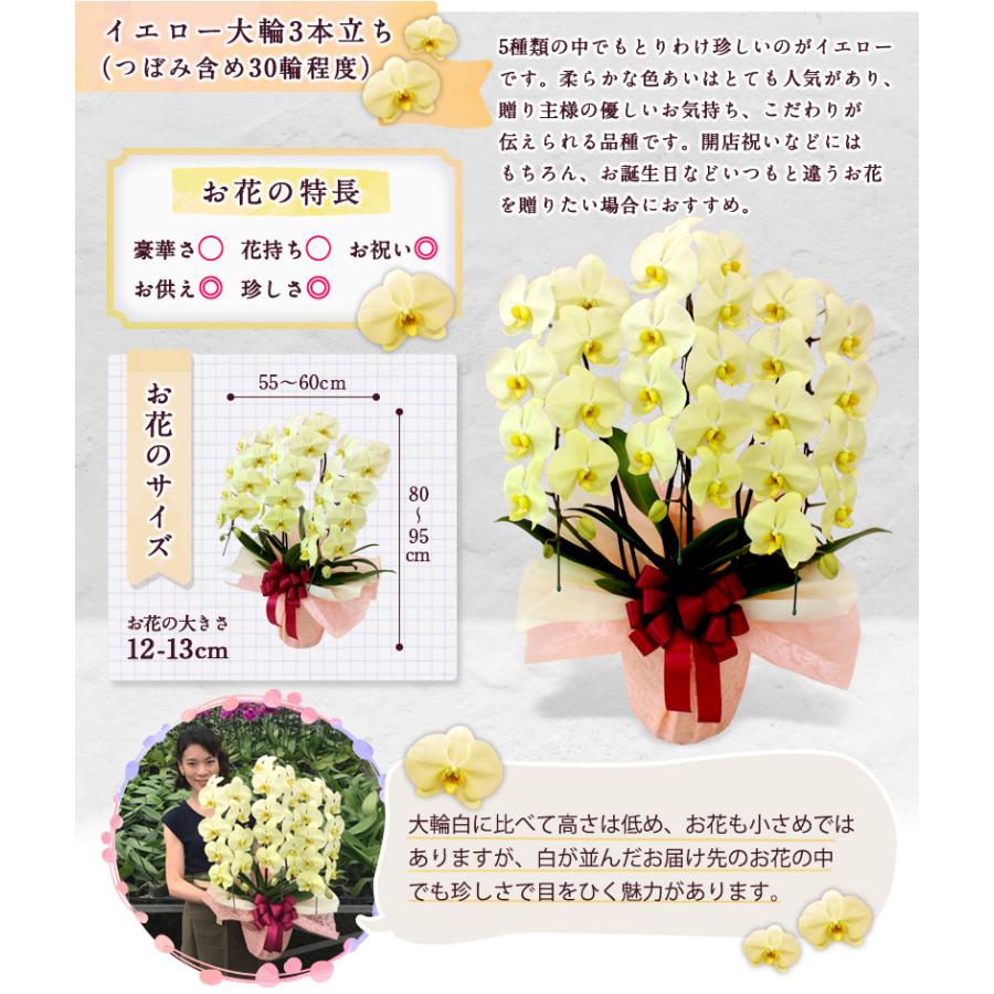 胡蝶蘭 お祝い お供え 3本立ち スタンダードタイプ 選べる5色 |  | 12