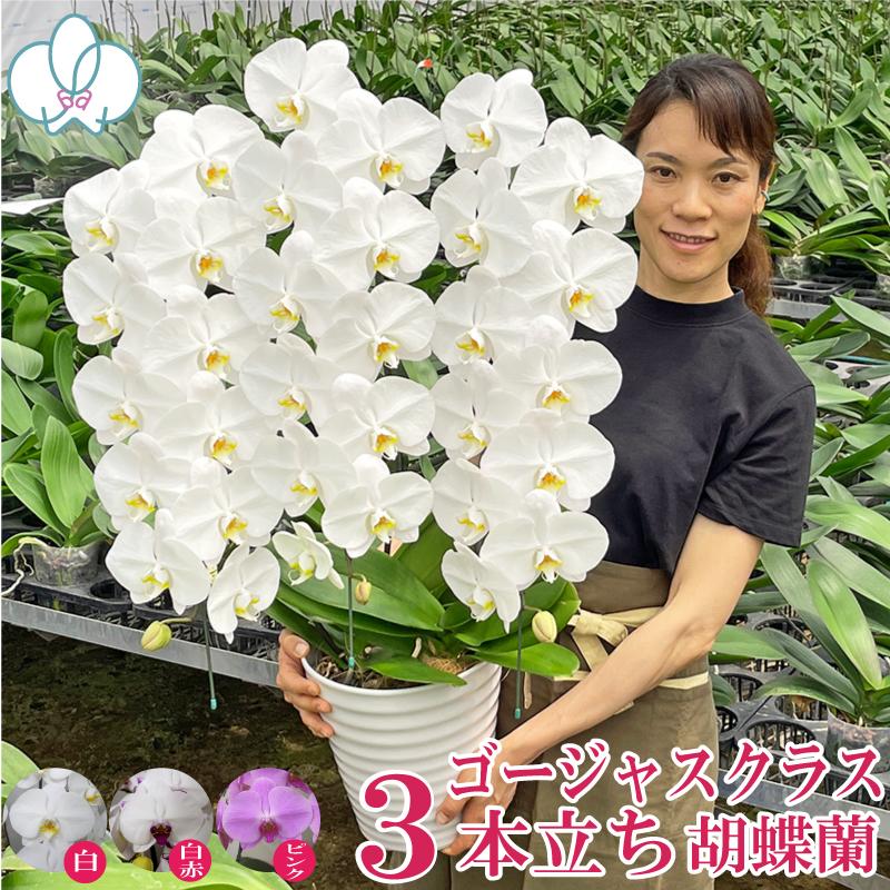 金賞受賞品種 胡蝶蘭 3本立ち 36輪以上 選べる4色 お祝い お供え 花ギフト お誕生日 開店祝 開業祝 新築祝（Yahoo!・ふじみ野ラン園）