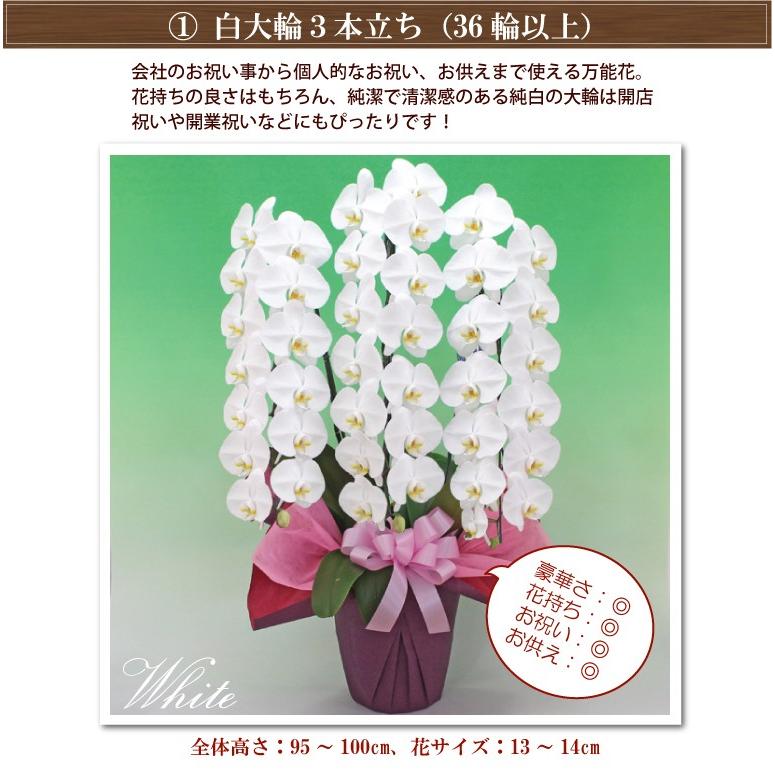 BONUS対象】 胡蝶蘭 金賞受賞品種 3本立ち 36輪以上 選べる4色 お祝い 
