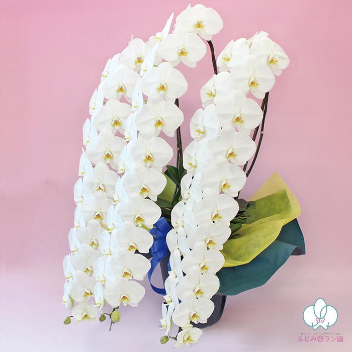 老舗最高級お花稀少天金28g 未使用美品超得！ ふじみ野ラン園 BONUS対象 胡蝶蘭スーパーデラックス大輪60輪以上 品評