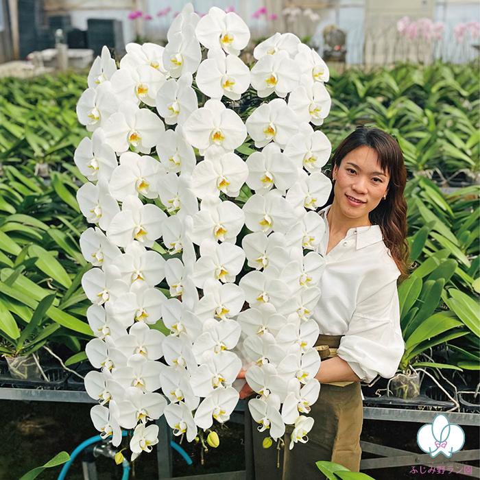 ふじみ野ラン園 BONUS対象 胡蝶蘭スーパーデラックス大輪60輪以上 品評