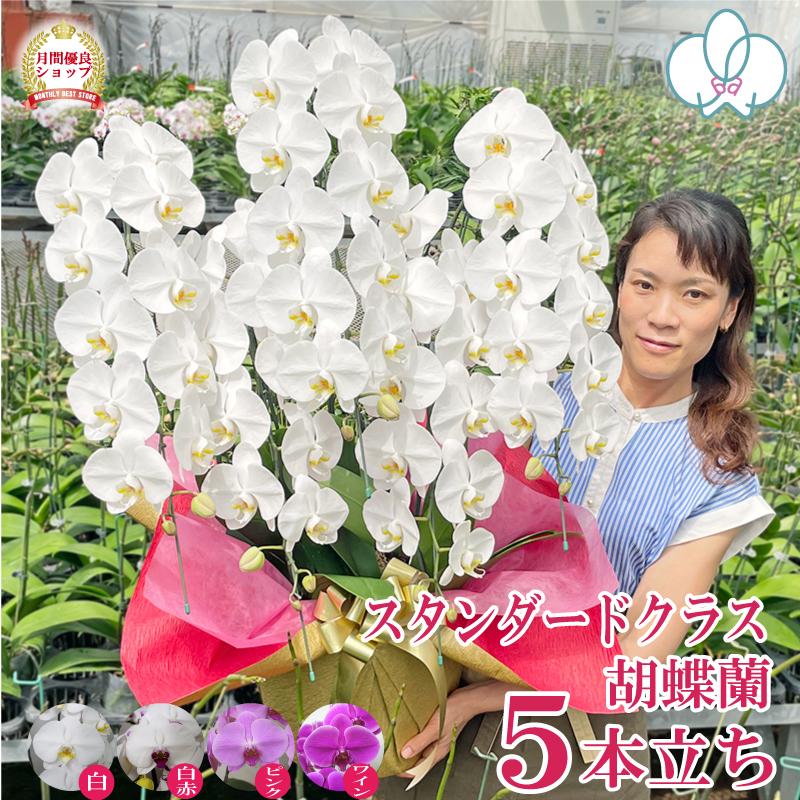 胡蝶蘭 5本立ち 50輪以上 選べる4色 お祝い お供え 花ギフト お誕生日 開店祝 開業祝 新築祝（Yahoo!・ふじみ野ラン園）