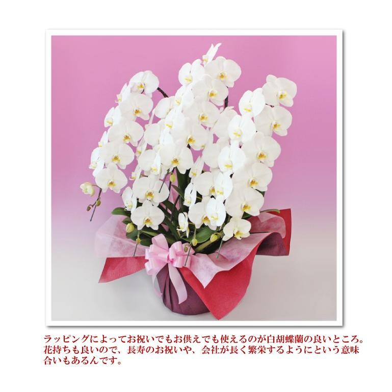 倍!倍!ストア対象店舗】胡蝶蘭 お祝い お供え 5本立ちスタンダードタイプ 50輪以上 選べる4色 就任 昇進 お祝い お供え :w5f50:ふじみ野 ラン園 - 通販 - Yahoo!ショッピング 倍!倍!ストア対象店舗】胡蝶蘭 お祝い お供え 5本立ちスタンダードタイプ 50輪以上 選べる4色 就任 昇進 お祝い お供え :w5f50:ふじみ野 ラン園 - 通販 - Yahoo!ショッピング