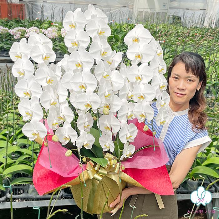 造花　胡蝶蘭白　５本立ち　お祝い花　お供え花 胡蝶蘭 5本立ち 50輪以上 選べる4色 お祝い お供え 花ギフト お誕生日
