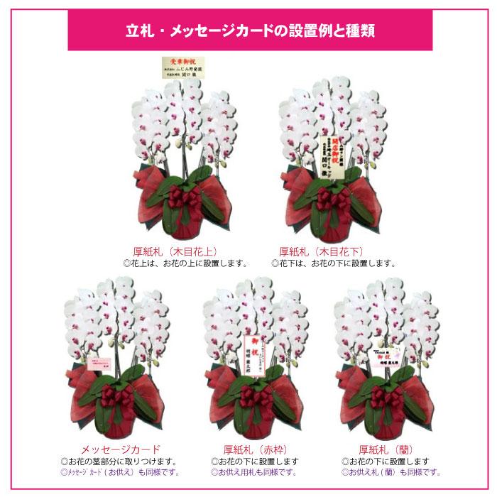 【全商品品質保証！】胡蝶蘭 お祝い お供え 5本立ち白ピンクミックス お花屋さんにはないカラーミックス 就任 昇進 お祝い お供え お祝い お供え E1517104657(15015円)