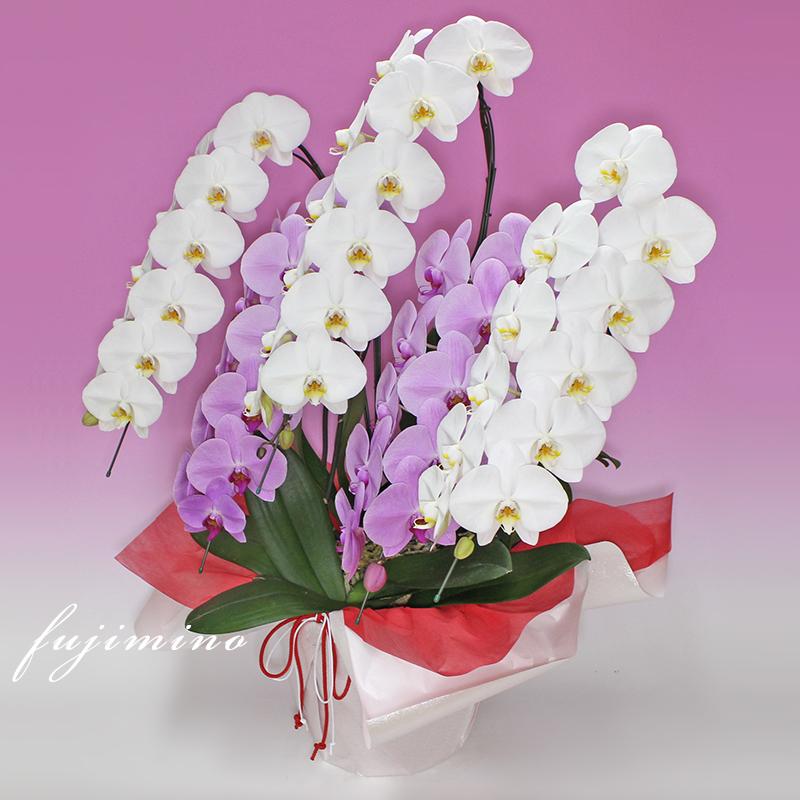 【全商品品質保証！】胡蝶蘭 お祝い お供え 5本立ち白ピンクミックス お花屋さんにはないカラーミックス 就任 昇進 お祝い お供え お祝い お供え E1517104657(15015円)