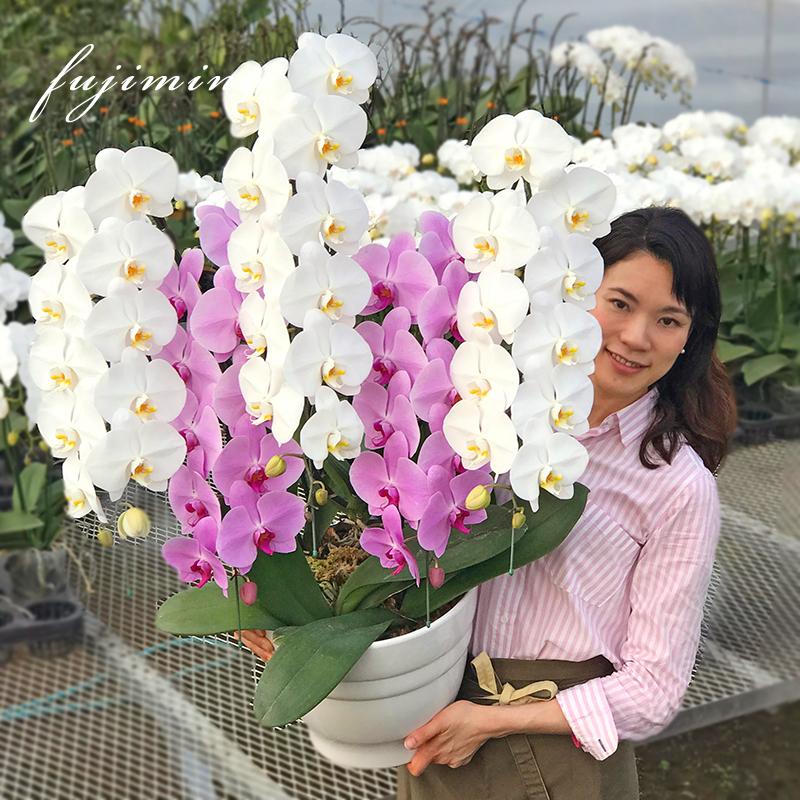 【全商品品質保証！】胡蝶蘭 お祝い お供え 5本立ち白ピンクミックス お花屋さんにはないカラーミックス 就任 昇進 お祝い お供え お祝い お供え E1517104657(15015円)