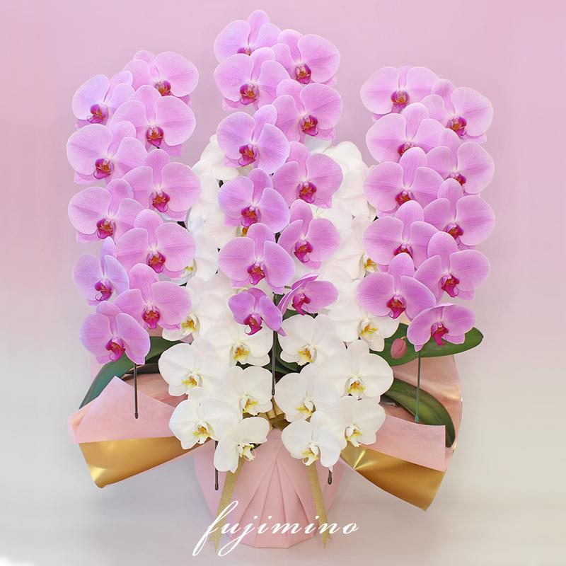 【全商品品質保証！】胡蝶蘭 お祝い お供え 5本立ち白ピンクミックス お花屋さんにはないカラーミックス 就任 昇進 お祝い お供え お祝い お供え E1517104657(15015円)