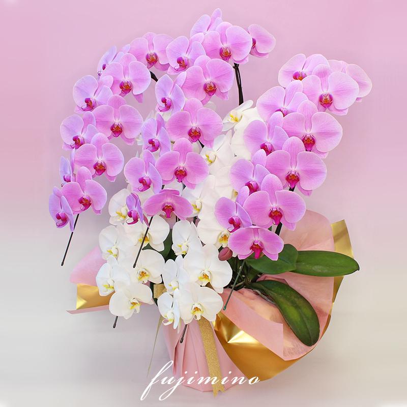 【全商品品質保証！】胡蝶蘭 お祝い お供え 5本立ち白ピンクミックス お花屋さんにはないカラーミックス 就任 昇進 お祝い お供え お祝い お供え E1517104657(15015円)