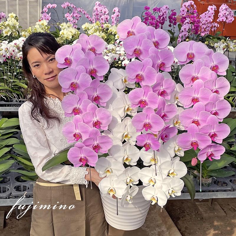 【全商品品質保証！】胡蝶蘭 お祝い お供え 5本立ち白ピンクミックス お花屋さんにはないカラーミックス 就任 昇進 お祝い お供え お祝い お供え E1517104657(15015円)