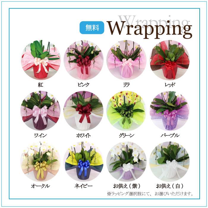 【全商品品質保証！】胡蝶蘭 お祝い お供え 5本立ち白ピンクミックス お花屋さんにはないカラーミックス 就任 昇進 お祝い お供え お祝い お供え E1517104657(15015円)