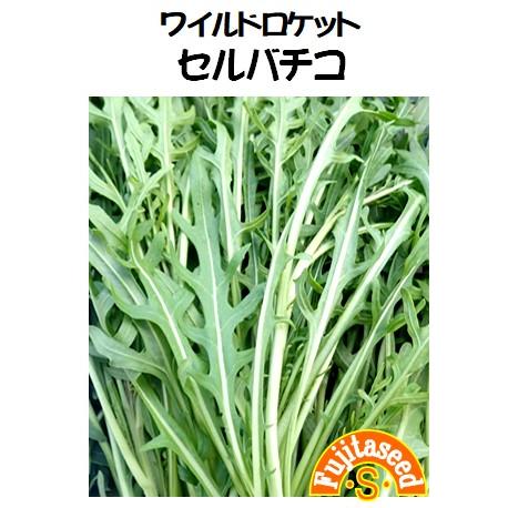 野菜 タネ 種 セルバチコワイルドロケット 藤田種子 B 16 藤田種子株式会社 通販 Yahoo ショッピング