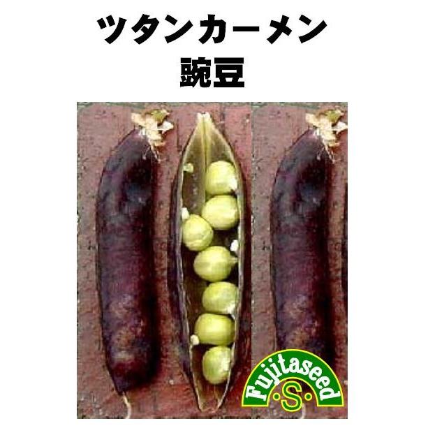 野菜 タネ 最大78％オフ！ 種 藤田種子 入手困難 ツタンカーメン豌豆