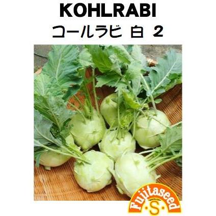 野菜 タネ 種 コールラビ 白 ２ 藤田種子｜fujitaseed