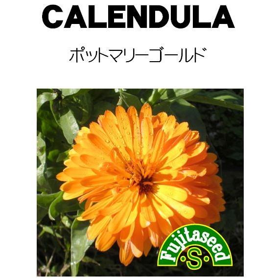 ハーブ タネ 種 カレンデュラ ポットマリーゴールド 藤田種子 Belle Ile Nature Org