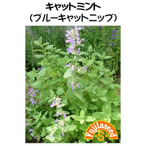 ハーブ タネ 種 ブルーキャットニップ キャットミント 藤田種子 H 12 藤田種子株式会社 通販 Yahoo ショッピング