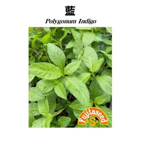 ハーブ タネ 種 藍 藤田種子 Ris Sa