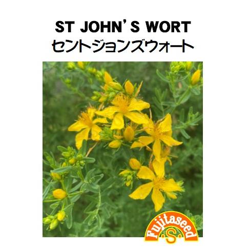 ハーブ タネ 種 セントジョンズウォート 藤田種子 H 35 藤田種子株式会社 通販 Yahoo ショッピング